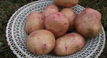 Popis odrůdy hýl brambor, vlastnosti pěstování a péče